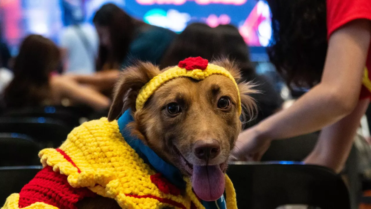 Bazı köpekler sadece 'kulak misafiri' olarak yeni kelimeler öğrenebiliyor
