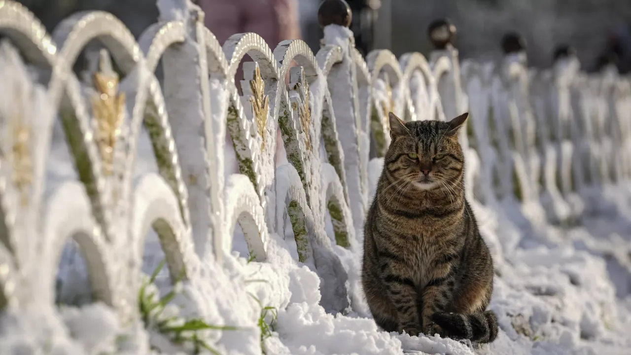 Araştırma: Evcil hayvan ölümü sonrası yas, bir aile üyesinin kaybı kadar güçlü olabiliyor