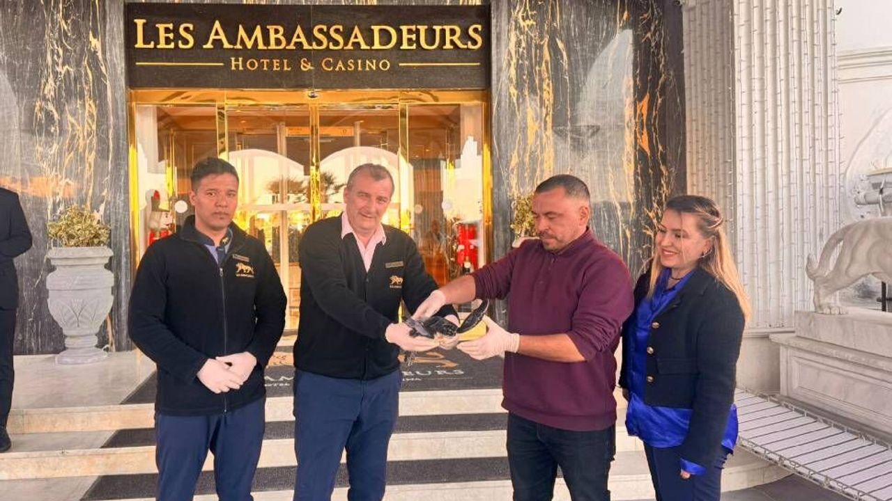 Les Ambassadeurs Hotel & Casino plajında yaralı kaplumbağa kurtarıldı