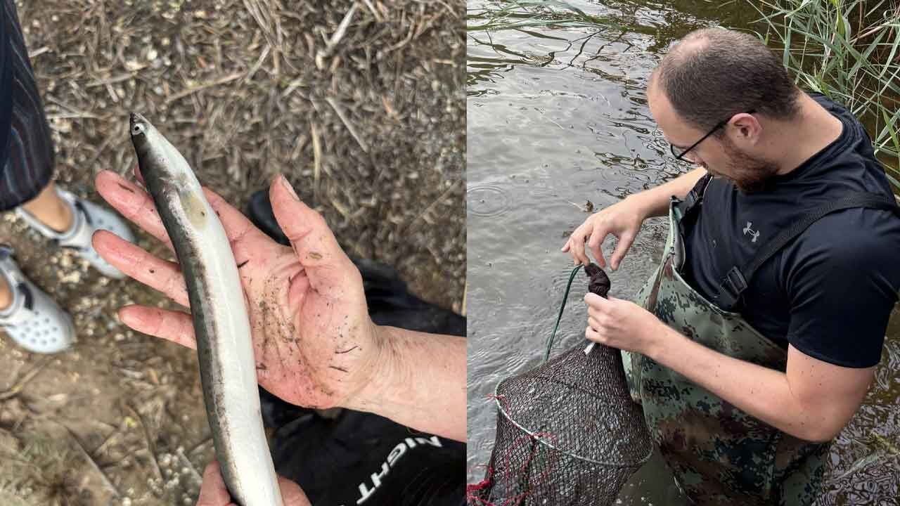 Güney Kıbrıs’ta ilk kez Avrupa yılan balığı “anquilla anquilla” saptandı