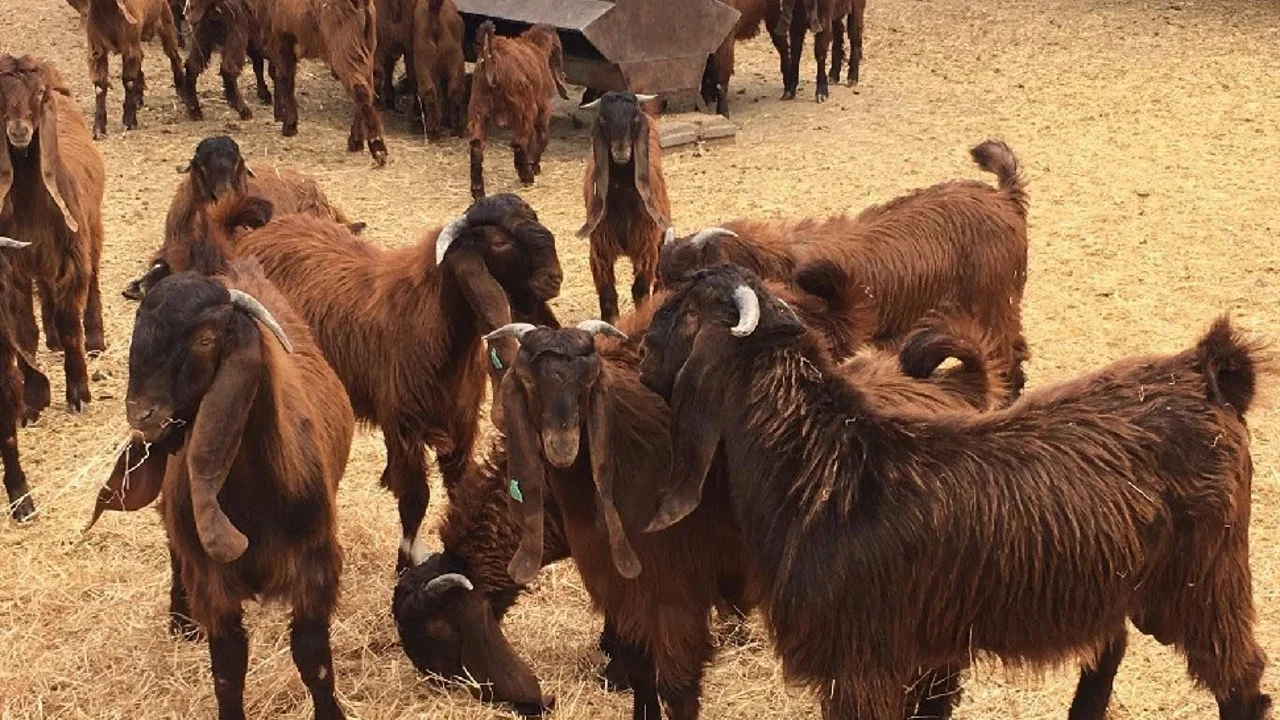Devlet Üretme Çiftlikleri kasaplık hayvan satışı yapacak: Detaylar paylaşıldı