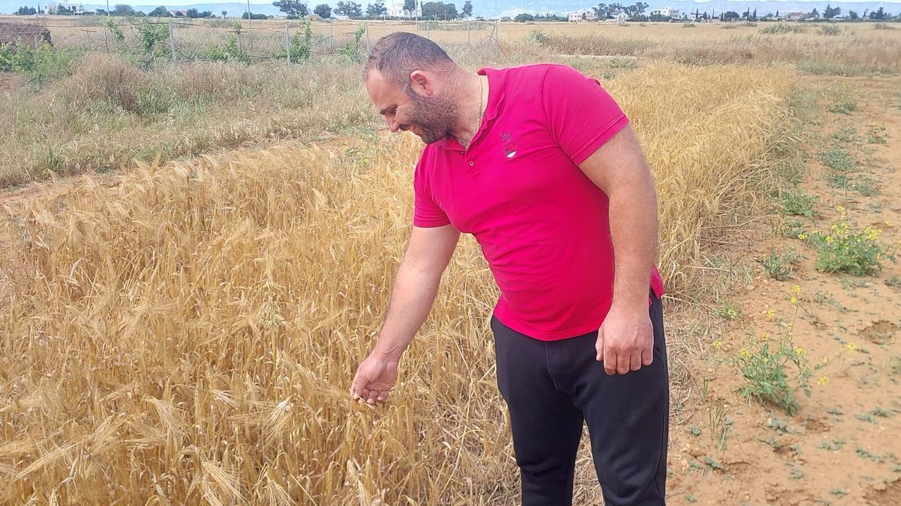 Mormenekşe'deki deneme parsellerinde 4 arpa çeşidi öne çıktı