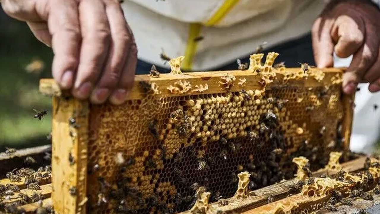 Arıcılar için Veteriner Dairesi’ne kayıtlar pazartesi başlıyor