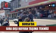 Bursa'da sıra dışı hayvan taşıma tekniği kameralara böyle yansıdı