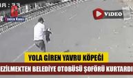 Yola giren yavru köpeği ezilmekten belediye otobüsü şoförü kurtardı