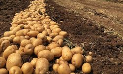 Sonbahar ürünü patates beyanları askıya alındı