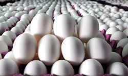Yumurta üstündeki rakamlar ne anlama geliyor?