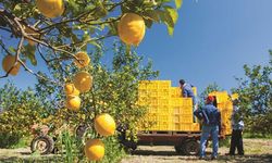 Limon üreticilerine önemli duyuru