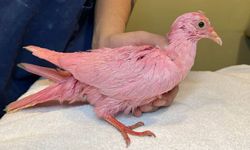 New York'ta pembe güvercin bulundu: Cinsiyet öğrenme partisi için boyanmış olabilir