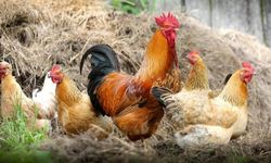 Veteriner Dairesi: Tüm kanatlı kümes hayvanlarının ithalatı durdurulacak