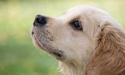Yer Kıbrıs: Köpeği aracının arkasına bağlayıp yolda sürükledi