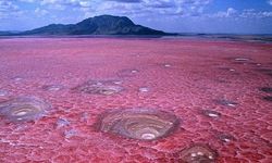Dünyanın en ölümcül gölü Natron: Yaklaşan 'taş'a dönüyor
