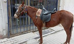 Alkollü olarak atıyla caddede dolaşan kişiye para cezası