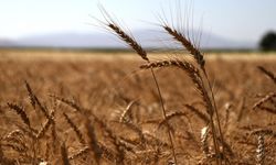 Arpa buğday fiyatları belirlendi