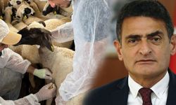 Koyun-keçi çiçek hastalığı... Et ve süt tüketilebilir mi? Bakandan açıklama