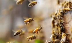 Genetiği değiştirilerek sıcağa dayanıklı arı üretildi