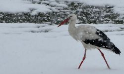 Leylekler erken göç etti: Tarihi bir kış görebiliriz