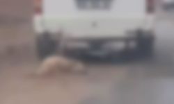 Aracına bağladığı köpeği metrelerce sürükledi