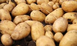 Patates üreticilerine önemli duyuru...