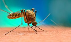 Lefkoşa’da Batı Nil Virüsü vakası tespit edildi