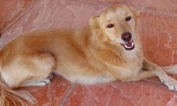 Çayırova’da bir köpek zehirlenerek öldürüldü!