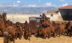 50 baş kasaplık oğlak ve 7 baş kasaplık teke satışa sunuldu