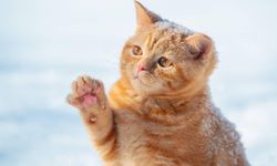 Japonya'da kedi uyarısı: Yaklaşmayın, dokunmayın!