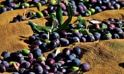 Tarım Dairesi’nden zeytin ve zeytin ürünleri işletmeleri için duyuru