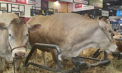 Paris'te geleneksel tarım fuarında 990 kilogramlık inek 17 bin eurodan alıcı buldu