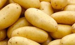 Tarım Bakanlığından patates üreticilerine ekimle ilgili tavsiyeler…