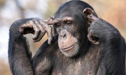 Araştırmalar şempanzelerin de insanlar gibi hayat boyu öğrenen canlılar olduğunu ortaya koydu