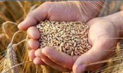 Arpa, yumuşak buğday ve sert buğday alımı yapılacak