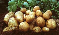 TÜK’ten patates üreticilerine duyuru: Mağusa Soğuk Hava Deposu hizmete açıldı