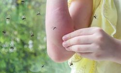 Sivrisineklerden korunmanın yolu renklerde gizli olabilir