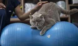 Obez kedi diyete girdi: Pilates ve yüzmeyle 6 kilo verdi