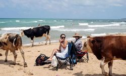 Yer: İstanbul! Sıcaktan bunalan inekler plaja indi