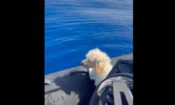 Denizde bulunan köpek, sahibine kavuştu