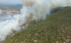 Bodrum'da orman yangını: Alevlere havadan ve karadan müdahale ediliyor