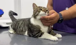 Türkiye'de ilk kez yapıldı: Diyabet hastası kedi kök hücre nakliyle sağlığına kavuştu