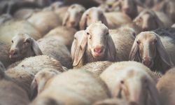 DÜÇ’ten kasaplık hayvan satışı…