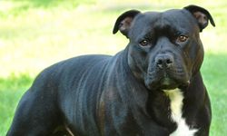 Vadili’de Başıboş Köpekler Yoldan Geçen Şahsa Saldırdı