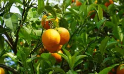 Cypfruvex Meysan Sıkma Tesisi pazartesi gününden itibaren başvuru kabul edecek