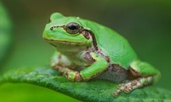 Kanser tedavisinde “kurbağa mucizesi”: Tümörleri yok edebilen bakteri keşfedildi