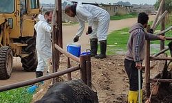 Şap hastalığıyla mücadele… Bir haftada 45 bin 214 büyükbaş aşılandı