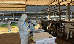 Şap hastalığı ile mücadele aralıksız sürüyor