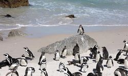 Güney Afrika açıklarında 62 bin penguen açlıktan öldü
