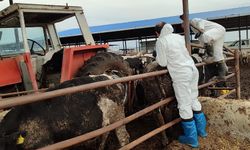 Veteriner Dairesi, 130 işletmede 17 bin 300 adet büyükbaş hayvanın aşılandığını duyurdu