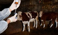 Rum basını yazdı: Şap hastalığı için Avrupa’dan uzmanlar grubu geldi...