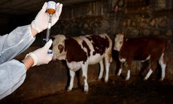 Boğaziçi Köyü’nde Şap Hastalığı Şüphesi: Bakanlıktan Acil Tedbirler