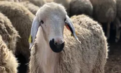 Yunanistan’da 17 ayda bin 985 koyun çiçeği vakası tespit edildi